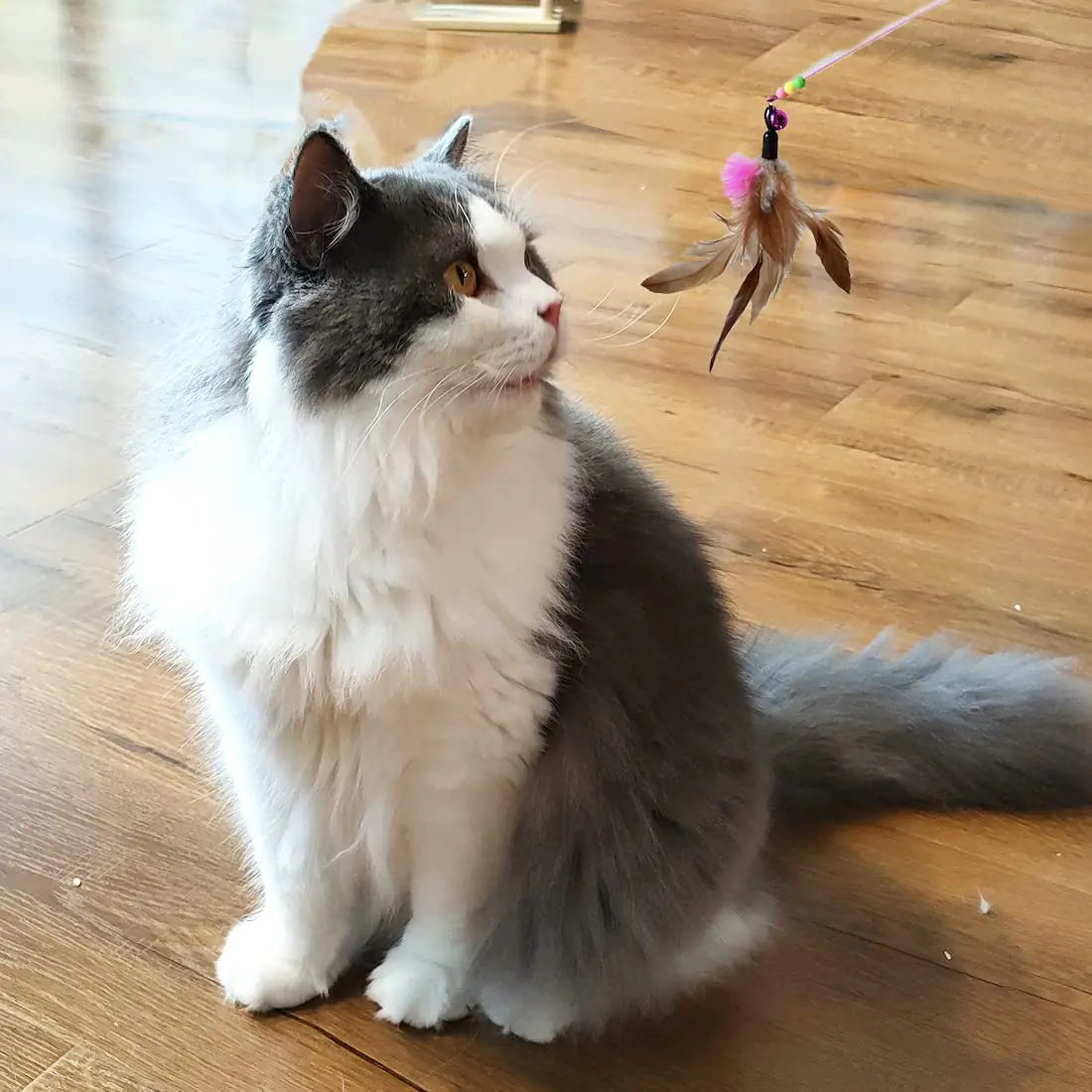 Interactive Cat Toys